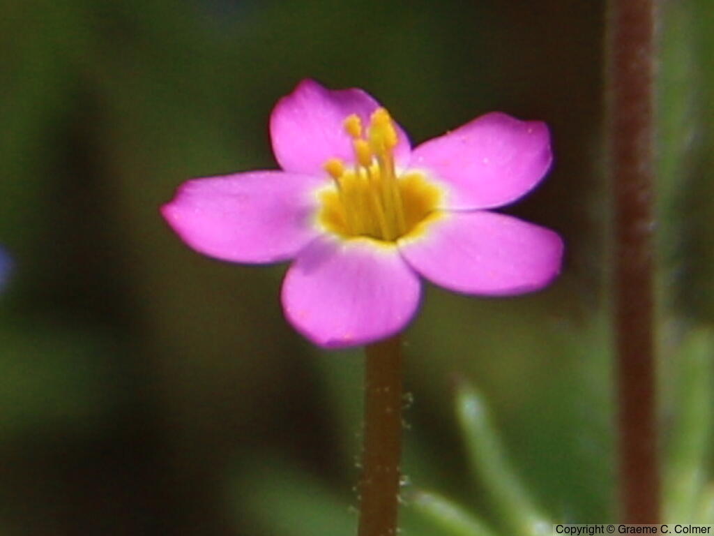 True Babystars (Leptosiphon bicolor) - True Babystars