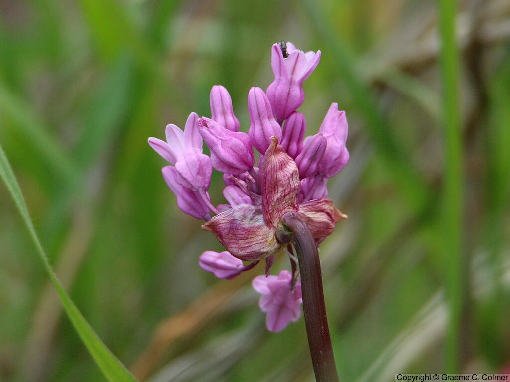 Twining Snakelily (Dichelostemma volubile) - Twining Snakelily