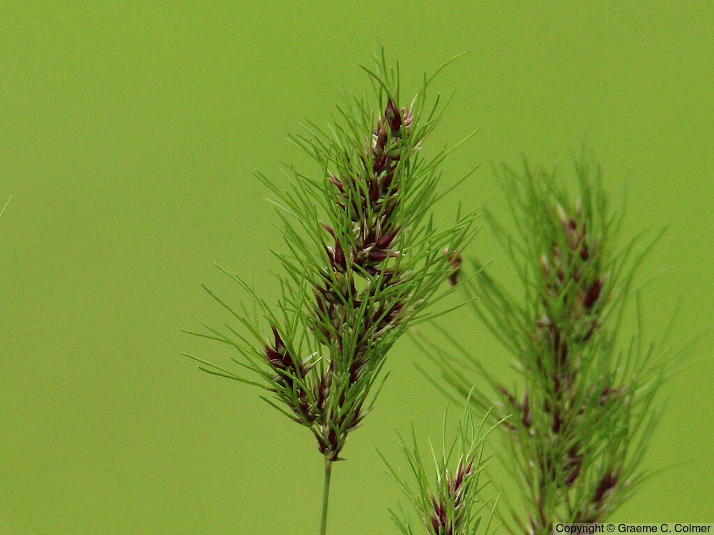 Poa bulbosa - Bulbous Bluegrass