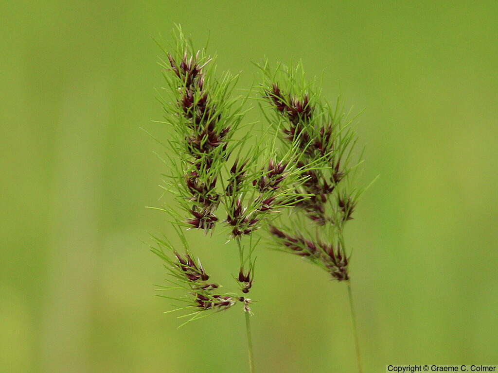 Poa bulbosa - Bulbous Bluegrass