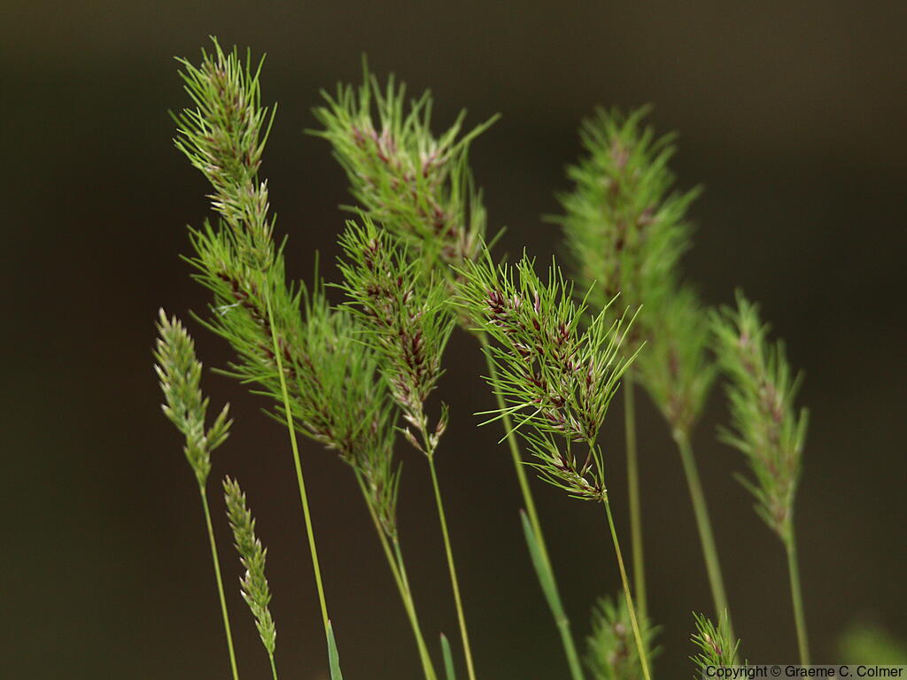 Poa bulbosa - Bulbous Bluegrass