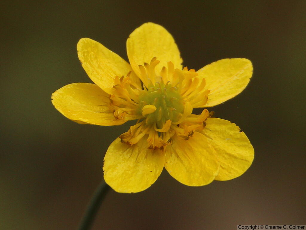 Western Buttercup (Ranunculus occidentalis) - Western Buttercup