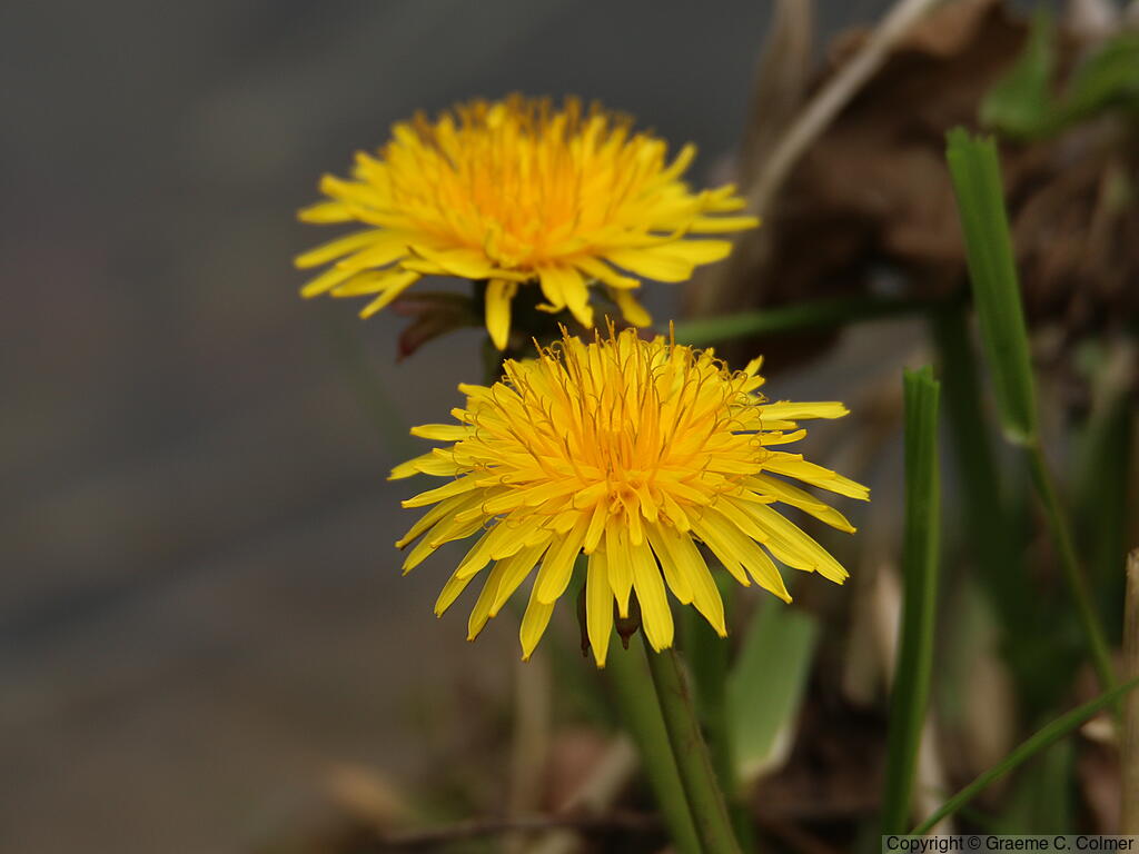 Dandelion (Taraxacum officinale) - Dandelion