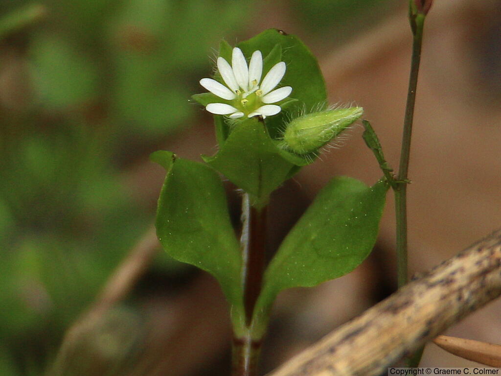 Chickweed (Stellaria media) - Chickweed