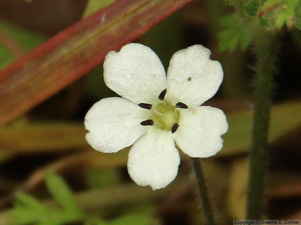 Chickweed (Stellaria media) - Chickweed