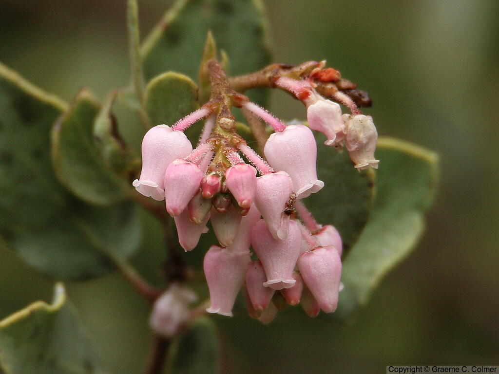 Whiteleaf Manzanita (Arctostaphylos viscida) - Whiteleaf Manzanita