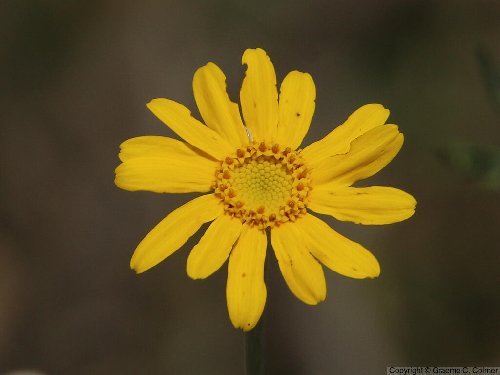 Common Woolly Sunflower (Eriophyllum lanatum) - Woolly Sunflower