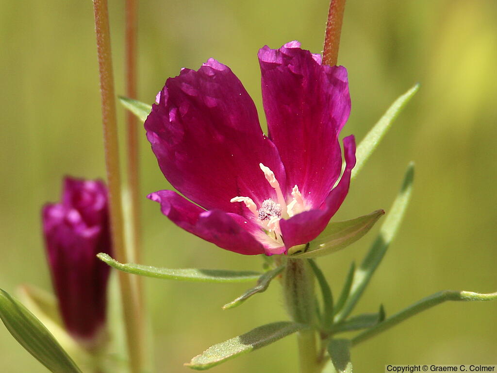 Winecup Clarkia (Clarkia purpurea) - Winecup Clarkia