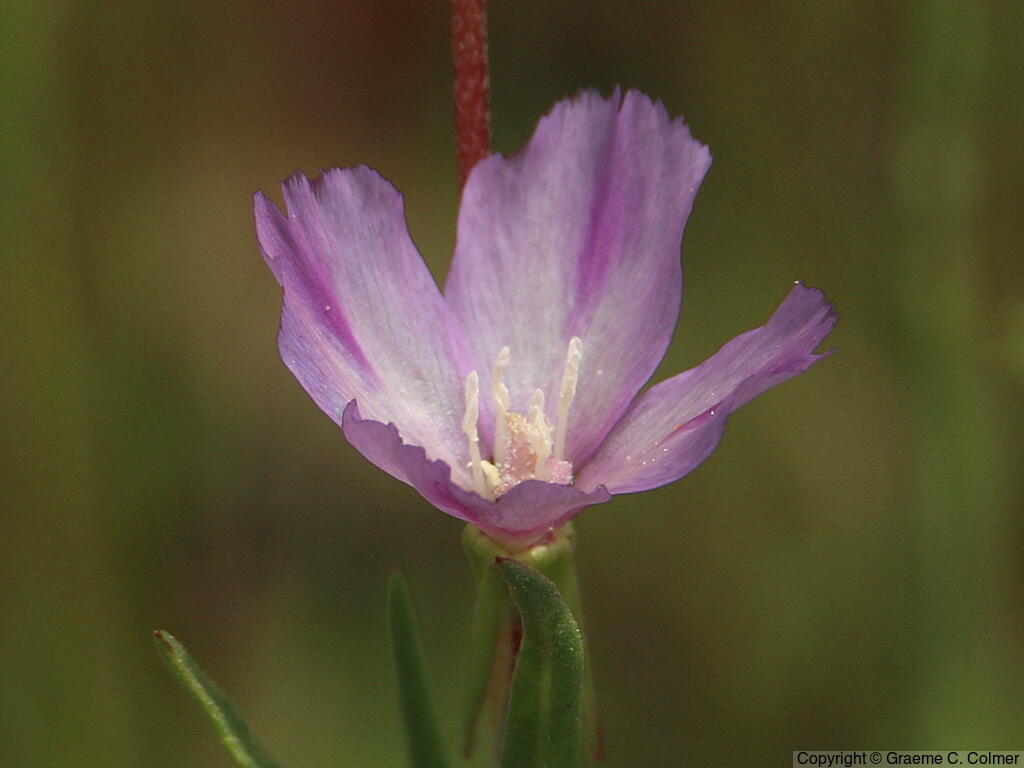 Winecup Clarkia (Clarkia purpurea) - Winecup Clarkia