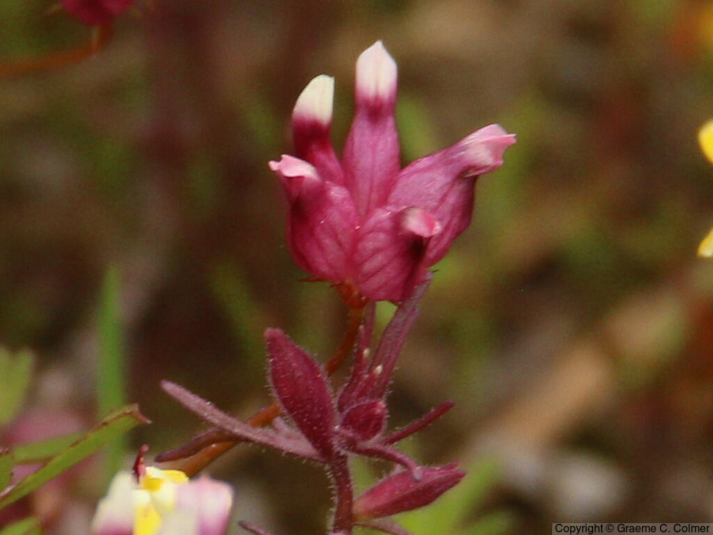 Cowbag Clover (Trifolium depauperatum) - Cowbag Clover