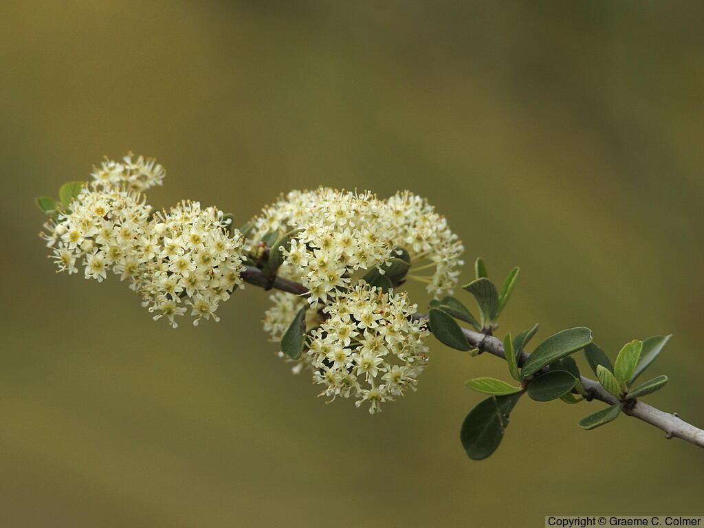 Buckbrush (Ceanothus cuneatus) - Buckbrush