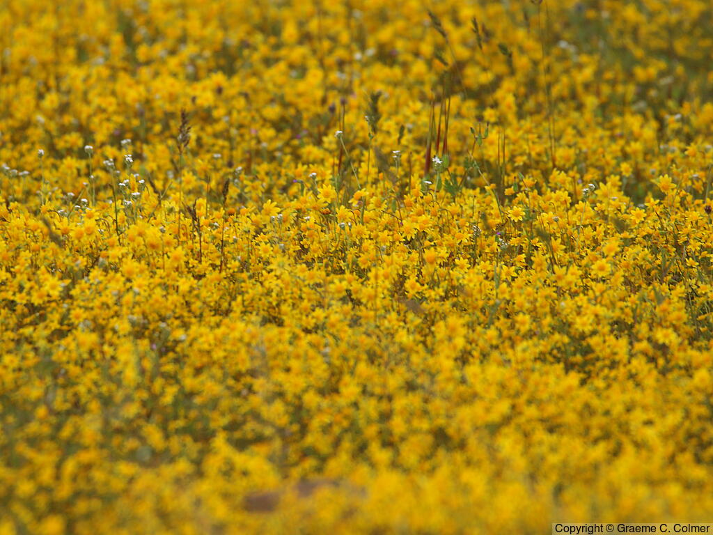 California Goldfields (Lasthenia californica) - California Goldfields