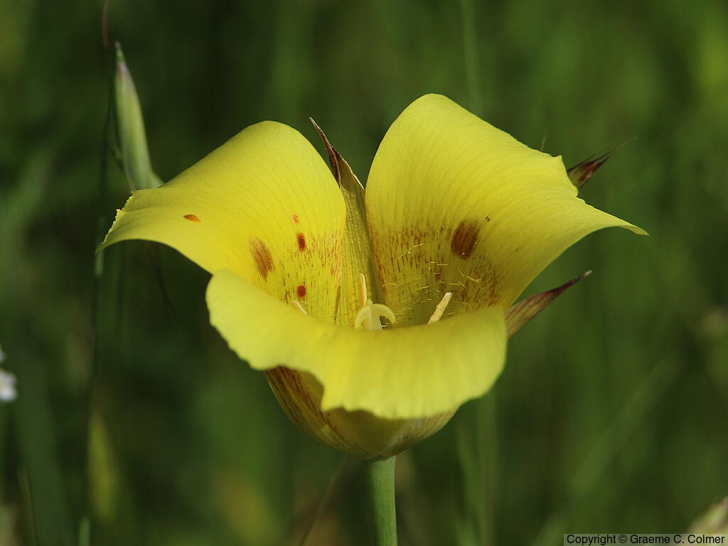 Yellow Mariposa Lily (Calochortus luteus) - Yellow Mariposa Lily