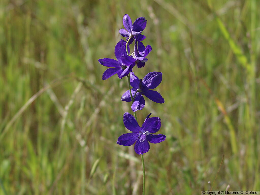 Royal Larkspur (Delphinium variegatum) - Royal Larkspur