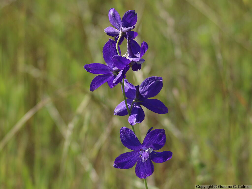 Royal Larkspur (Delphinium variegatum) - Royal Larkspur