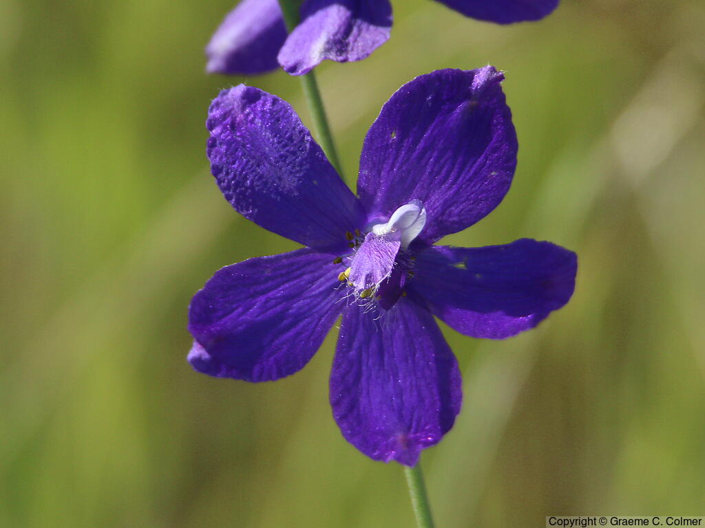Royal Larkspur (Delphinium variegatum) - Royal Larkspur