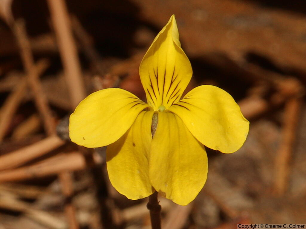 Pine Violet (Viola lobata) - Pine Violet