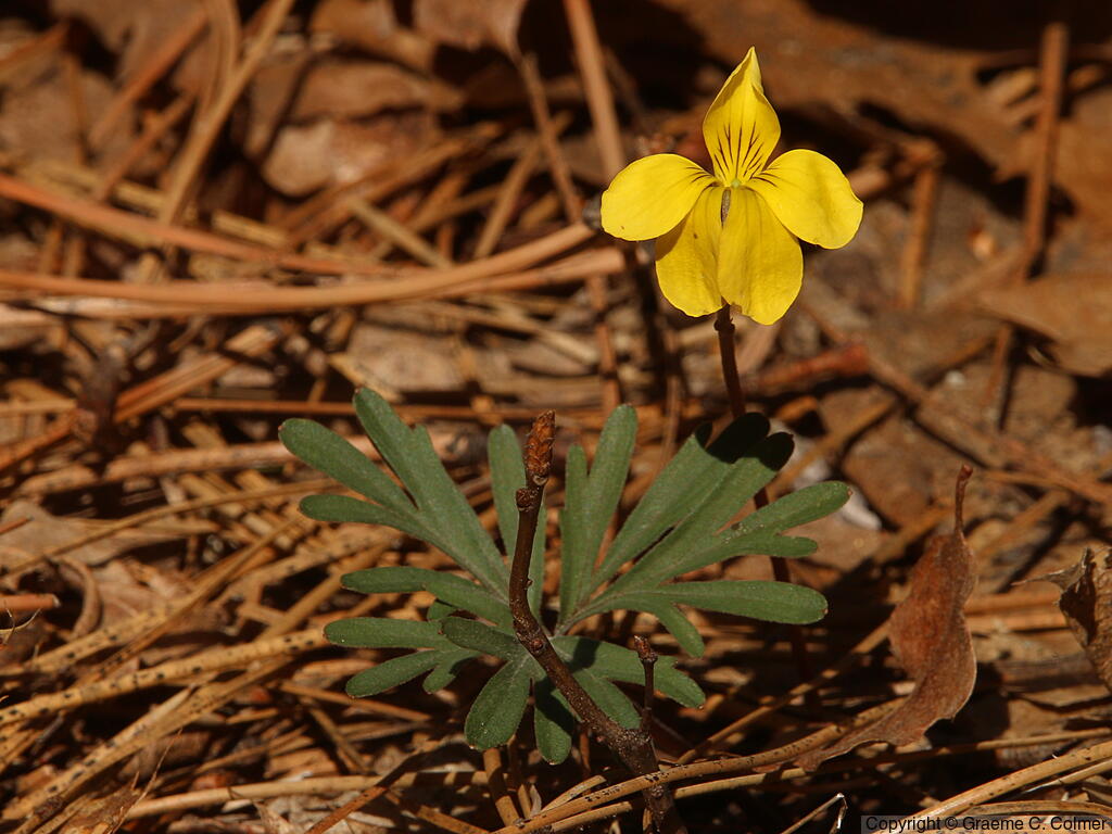 Pine Violet (Viola lobata) - Pine Violet