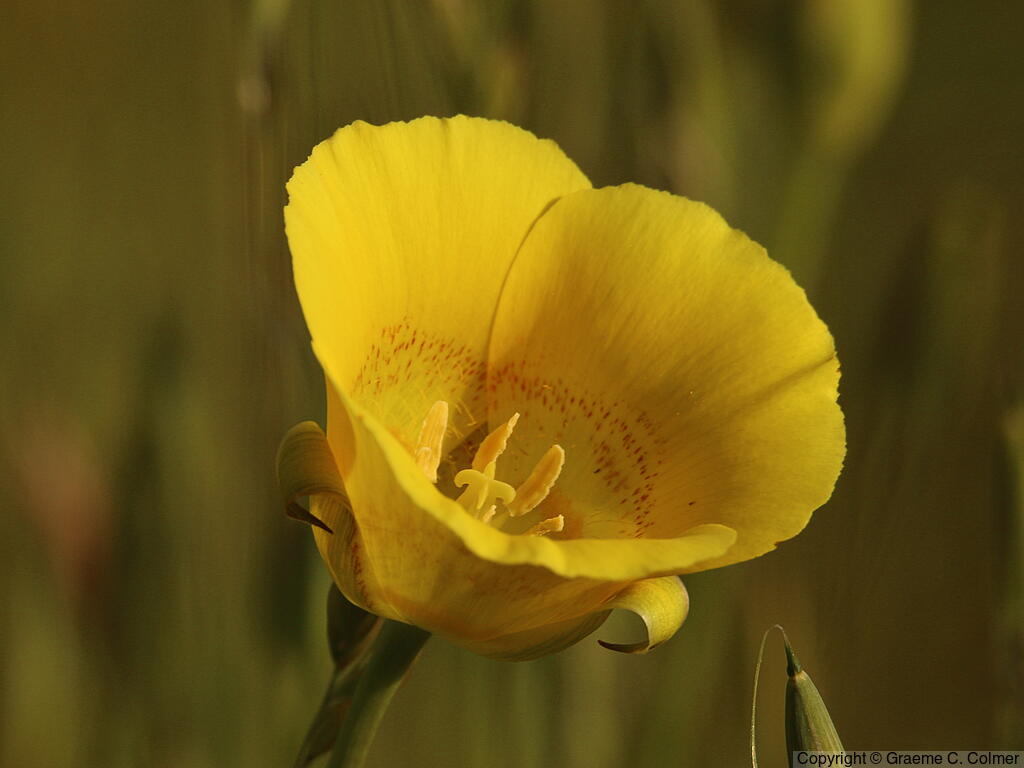 Yellow Mariposa Lily (Calochortus luteus) - Yellow Mariposa Lily