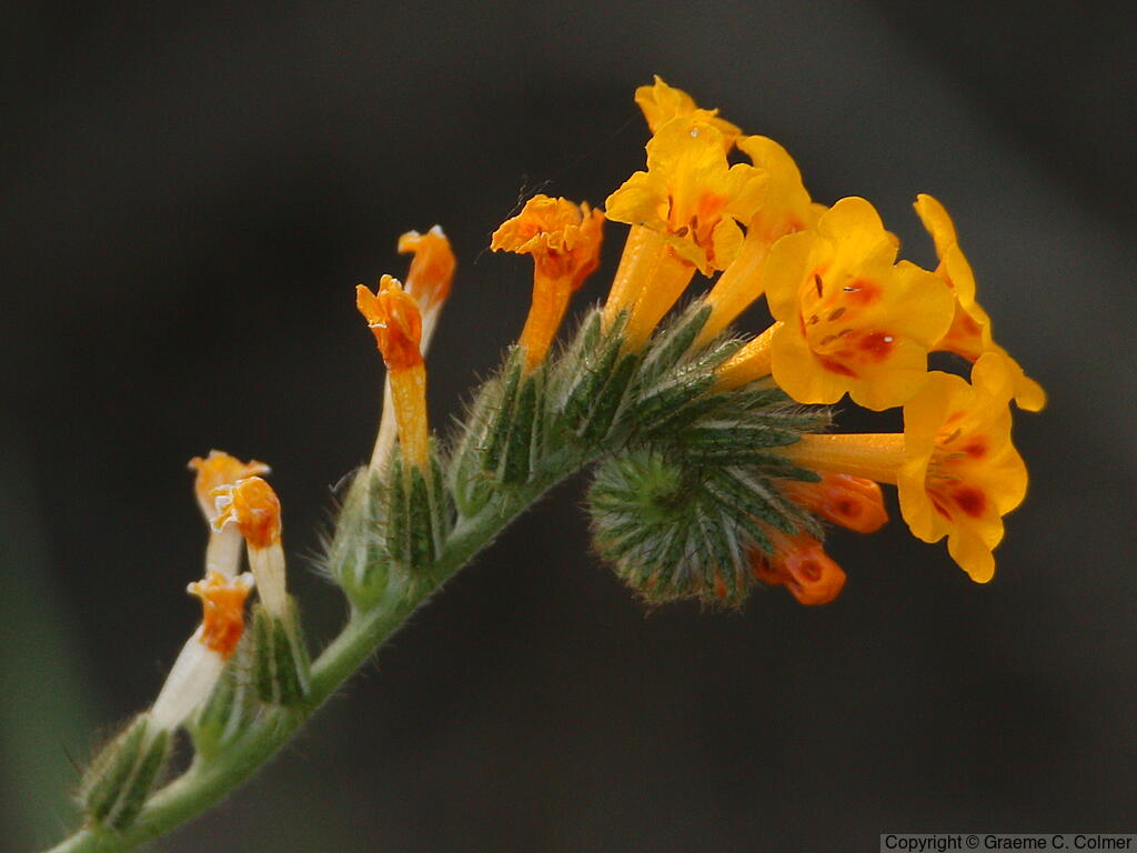 Menzies' Fiddleneck (Amsinckia menziesii) - Menzies' Fiddleneck