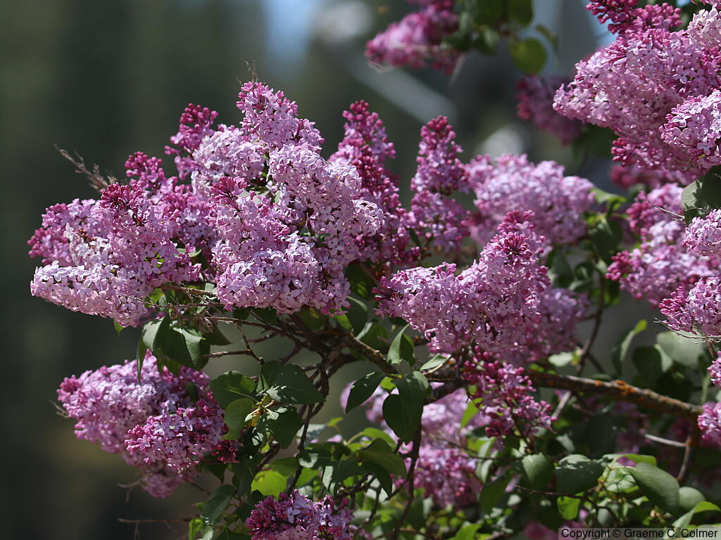 Common Lilac (Syringa vulgaris) - Common Lilac