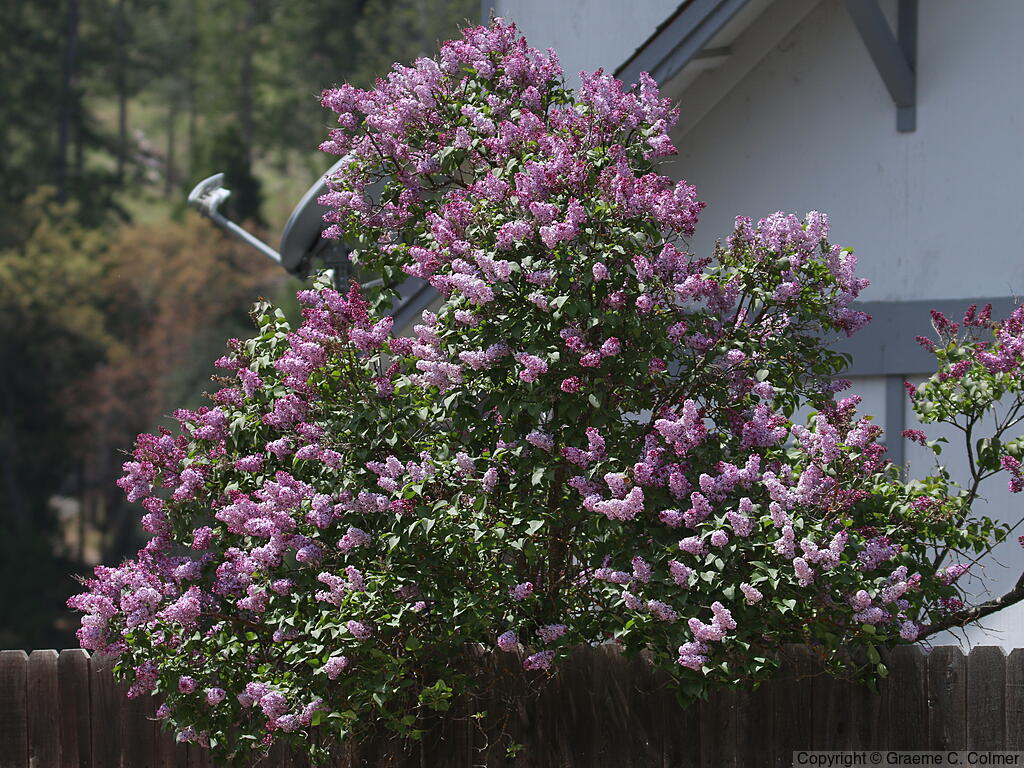 Common Lilac (Syringa vulgaris) - Common Lilac