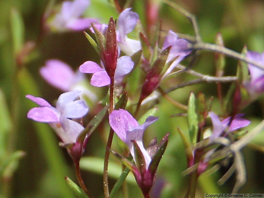 Spinster's Blue Eyed Mary (Collinsia sparsiflora) - Spinster's Blue Eyed Mary