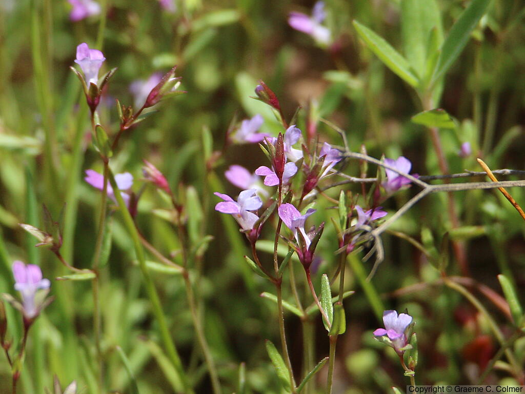 Spinster's Blue Eyed Mary (Collinsia sparsiflora) - Spinster's Blue Eyed Mary