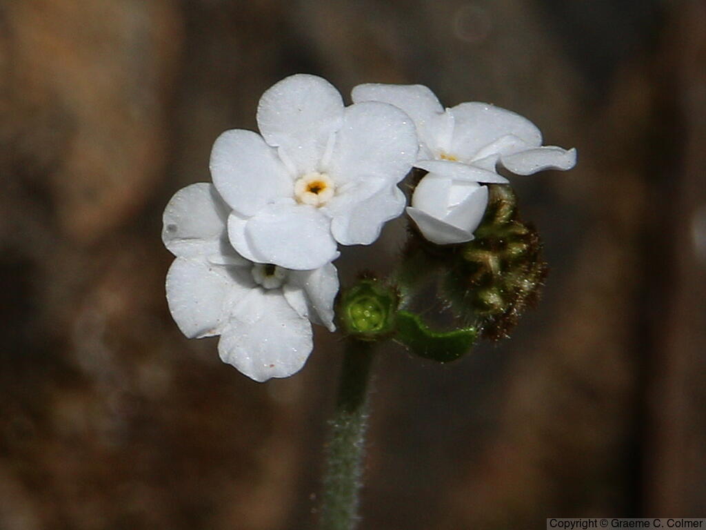 Rusty Popcornflower (Plagiobothrys nothofulvus) - Rusty Popcornflower