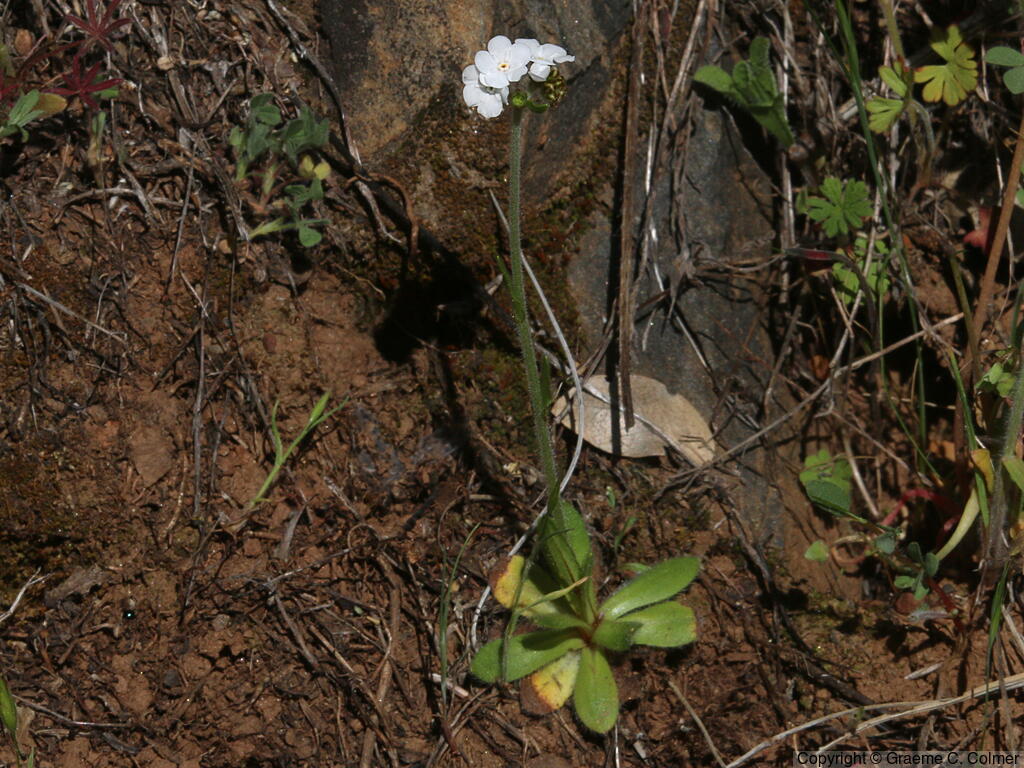 Rusty Popcornflower (Plagiobothrys nothofulvus) - Rusty Popcornflower