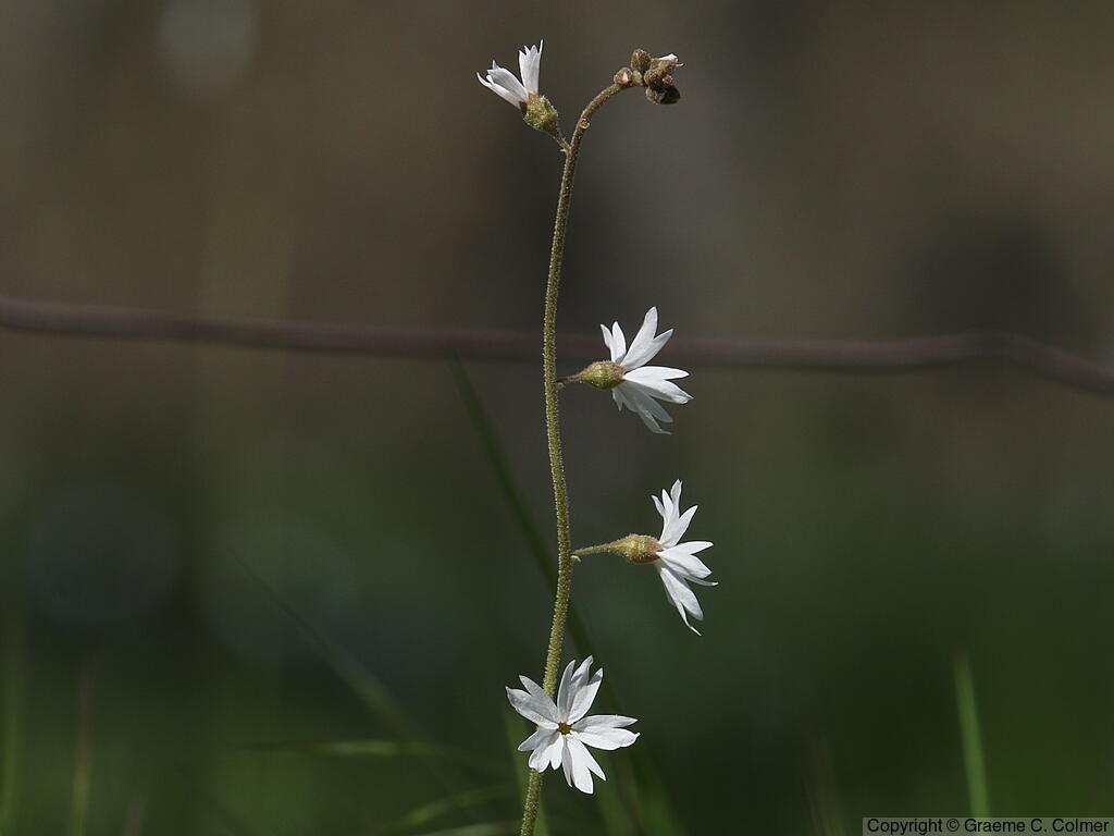 Hillside Woodland-star (Lithophragma heterophyllum) - Hillside Woodland-star
