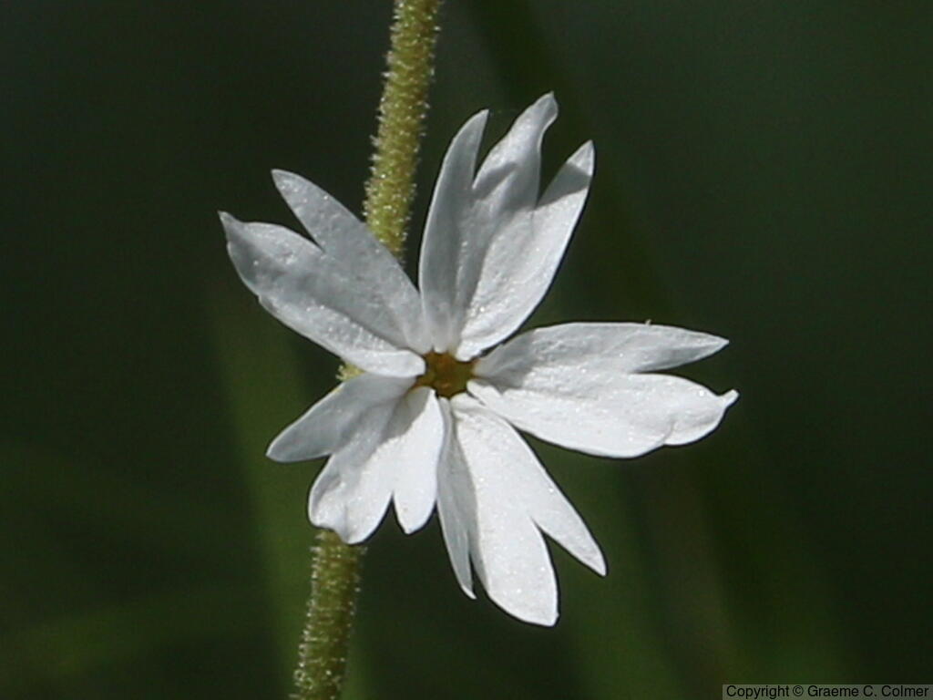 Hillside Woodland-star (Lithophragma heterophyllum) - Hillside Woodland-star