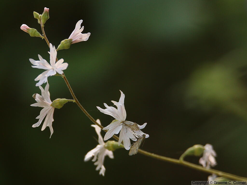 Hillside Woodland-star (Lithophragma heterophyllum) - Hillside Woodland-star