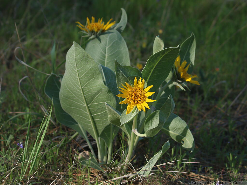 Woolly Mule-ears (Wyethia mollis) - Woolly Mule's Ears