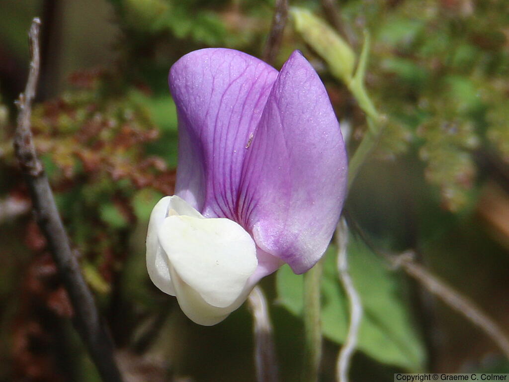 American Deervetch (Vicia americana) - American Deervetch