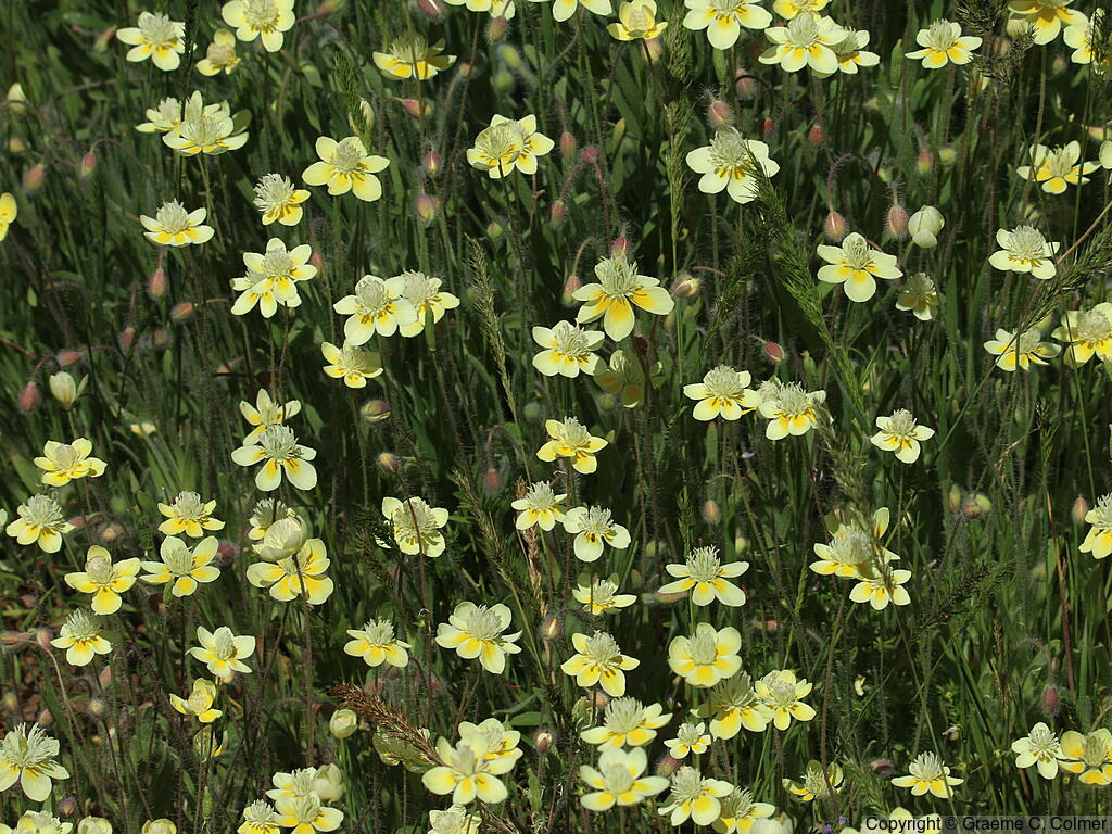 Creamcups (Platystemon californicus) - Creamcups