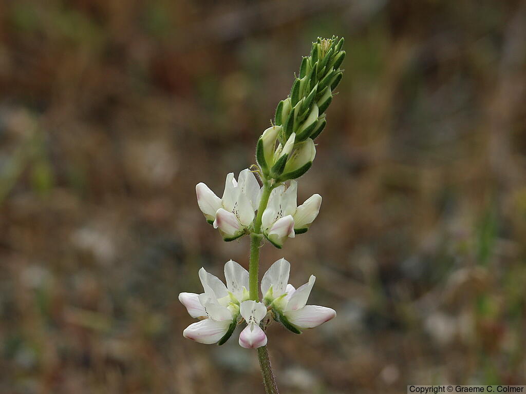 Whitewhorl Lupine (Lupinus densiflorus) - Whitewhorl Lupine
