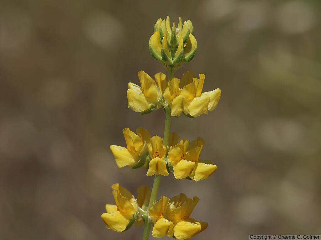 Whitewhorl Lupine (Lupinus densiflorus) - Whitewhorl Lupine