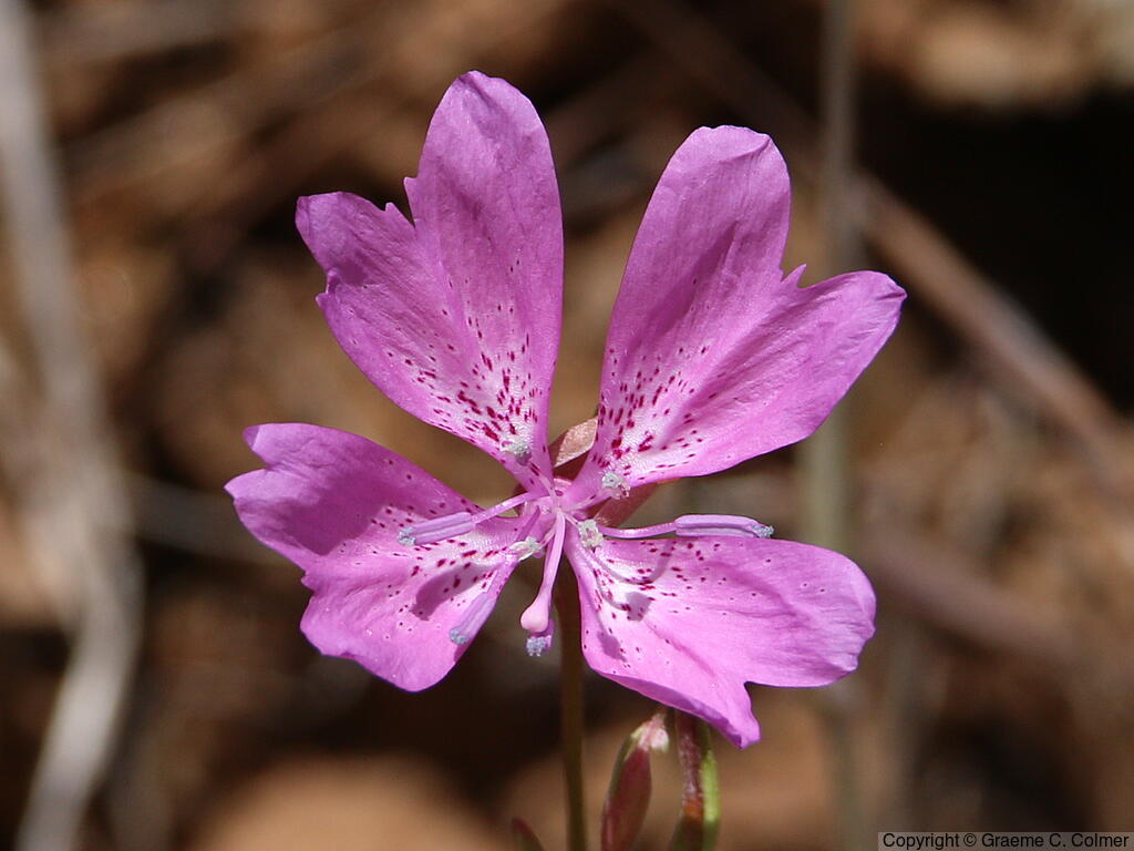 Twolobe Clarkia (Clarkia biloba) - Twolobe Clarkia
