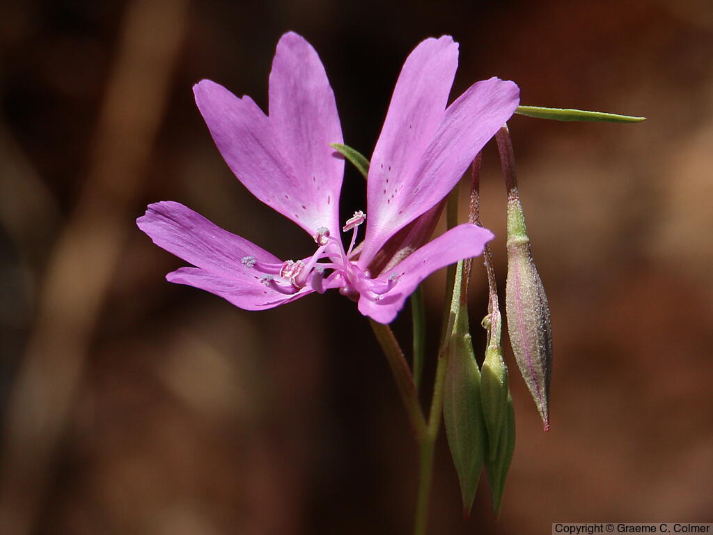 Twolobe Clarkia (Clarkia biloba) - Twolobe Clarkia