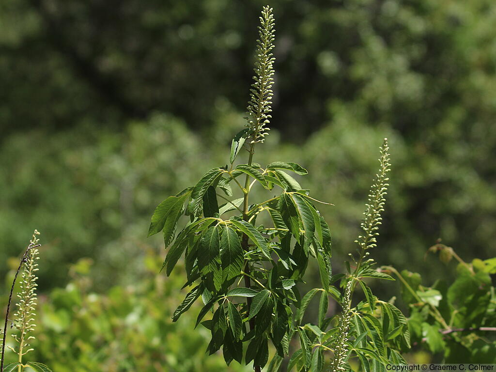 California Buckeye (Aesculus californica) - California Buckeye