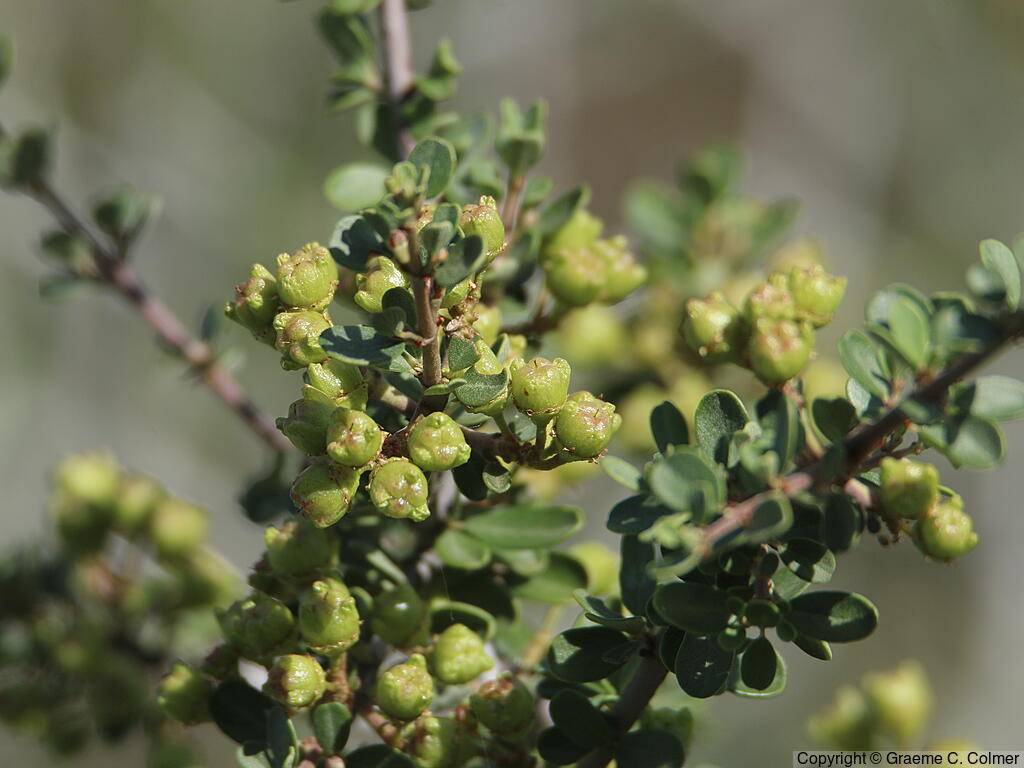 Buckbrush (Ceanothus cuneatus) - Buckbrush