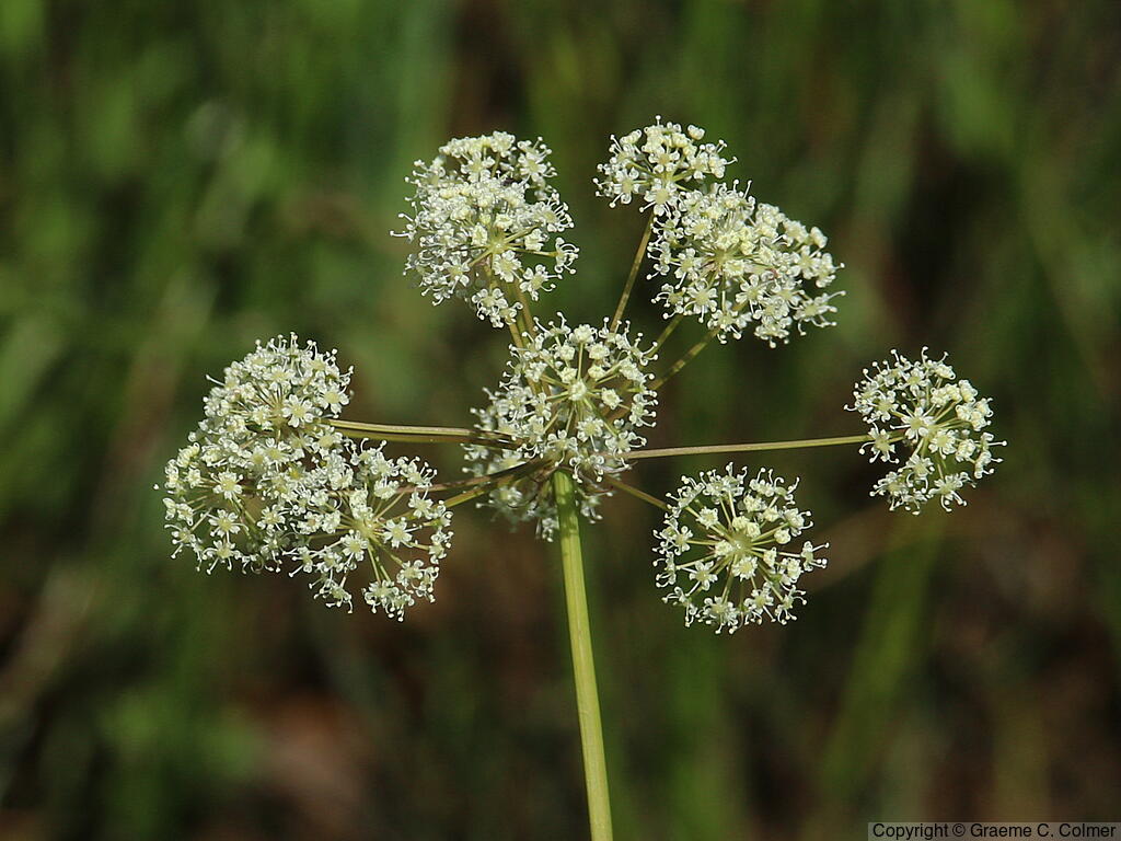 Kellogg's Yampah (Perideridia kelloggii) - Kellogg's Yampah