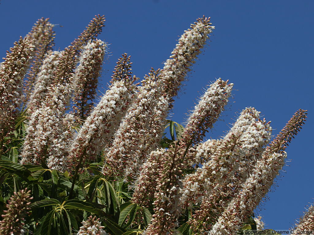 California Buckeye (Aesculus californica) - California Buckeye