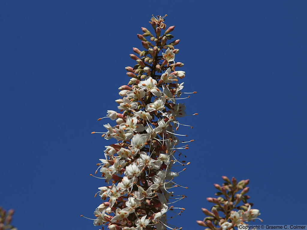 California Buckeye (Aesculus californica) - California Buckeye