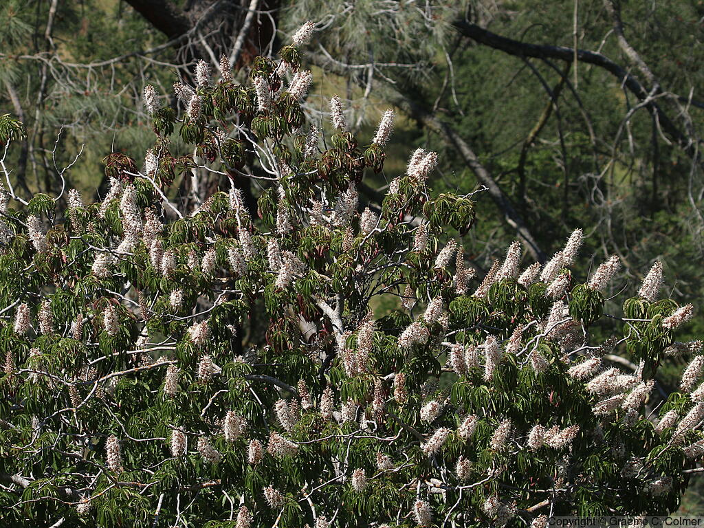 California Buckeye (Aesculus californica) - California Buckeye
