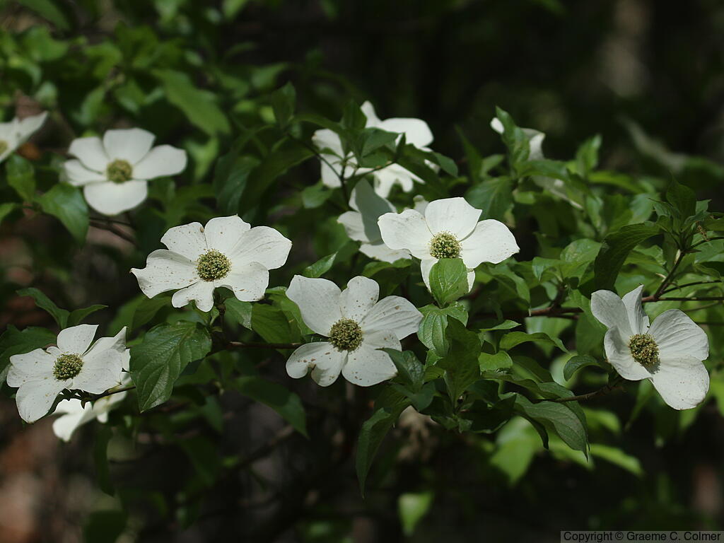 Pacific Dogwood (Cornus nuttallii) - Pacific Dogwood
