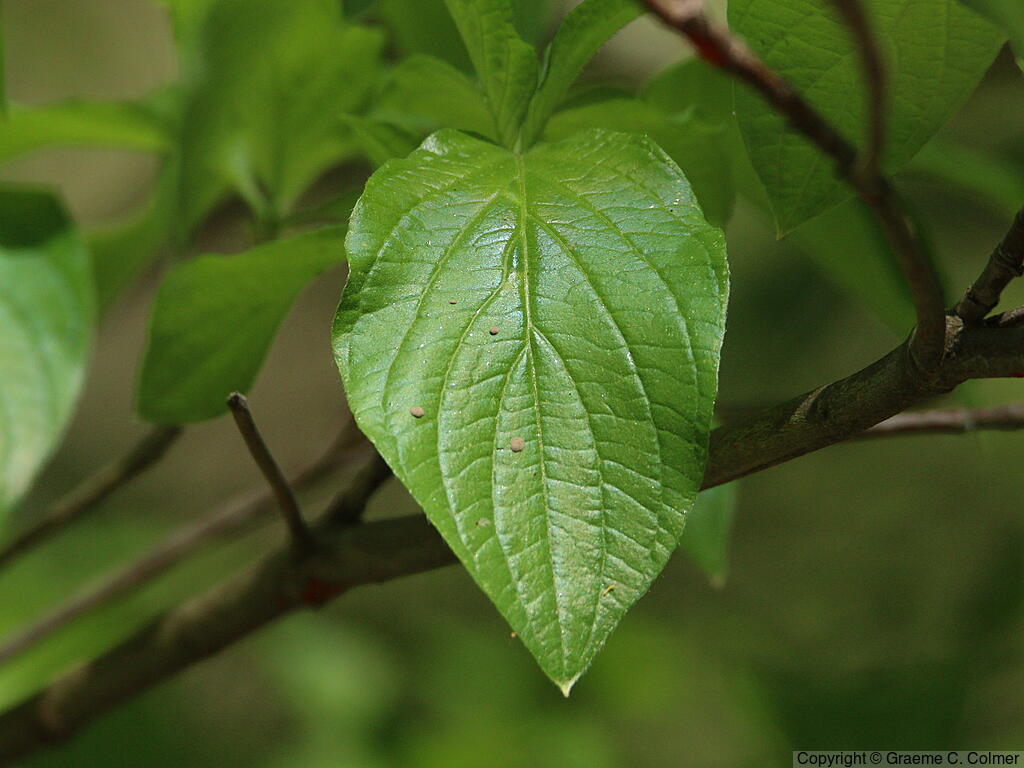 Pacific Dogwood (Cornus nuttallii) - Pacific Dogwood