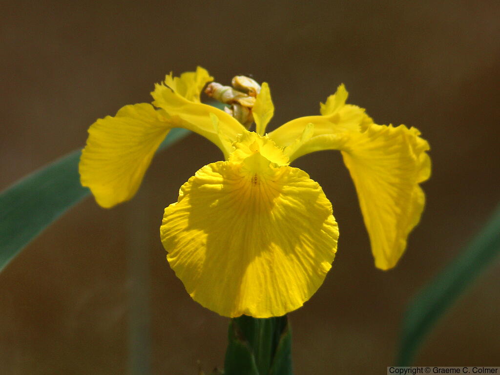 Paleyellow Iris (Iris pseudacorus) - Yellow Iris