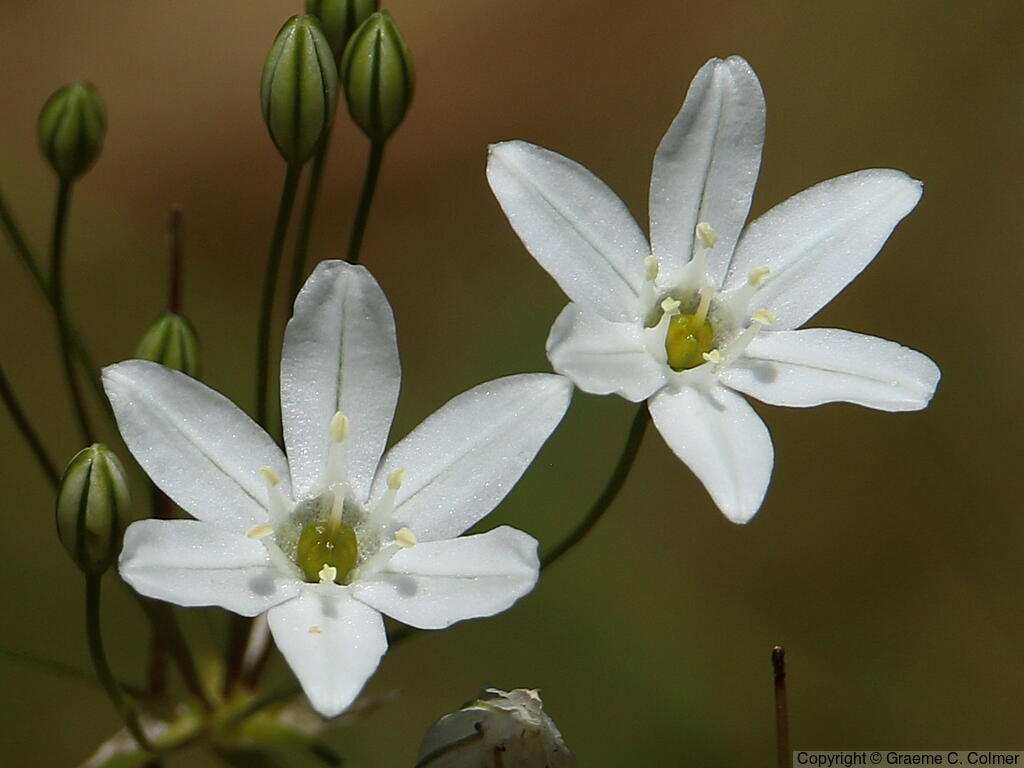 White Brodiaea (Triteleia hyacinthina) - White Brodiaea